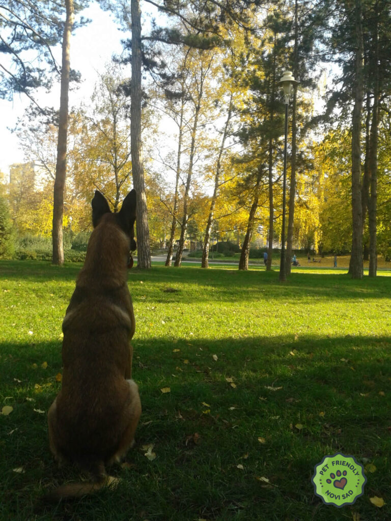 Pas na pet friendly lokaciji u Novom Sadu.